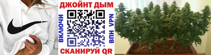 Конопля сатива Шахты